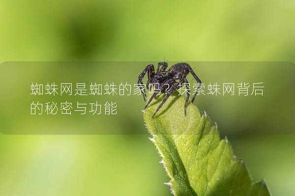 蜘蛛網(wǎng)是蜘蛛的家嗎？探索蛛網(wǎng)背后的秘密與功能